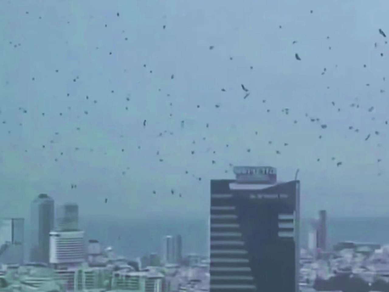 Corvos se espalham por Tel Aviv e vídeo viraliza como profecia